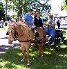 Pony cart, driver, and potential patrons